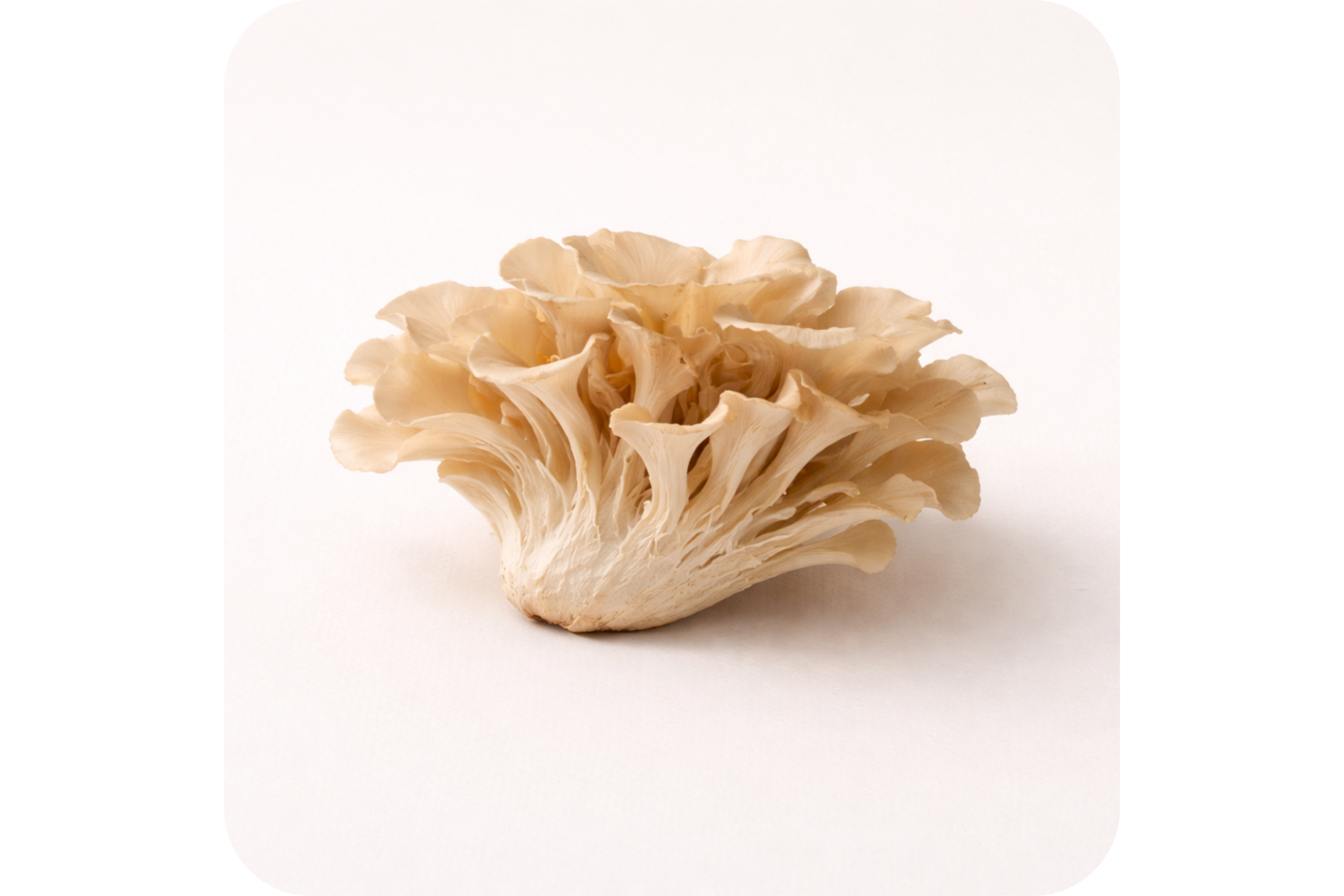 Maitake