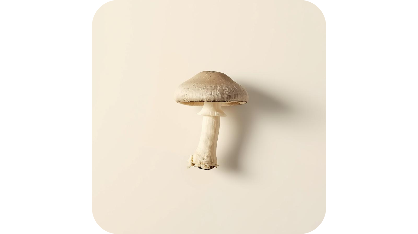 Agaricus