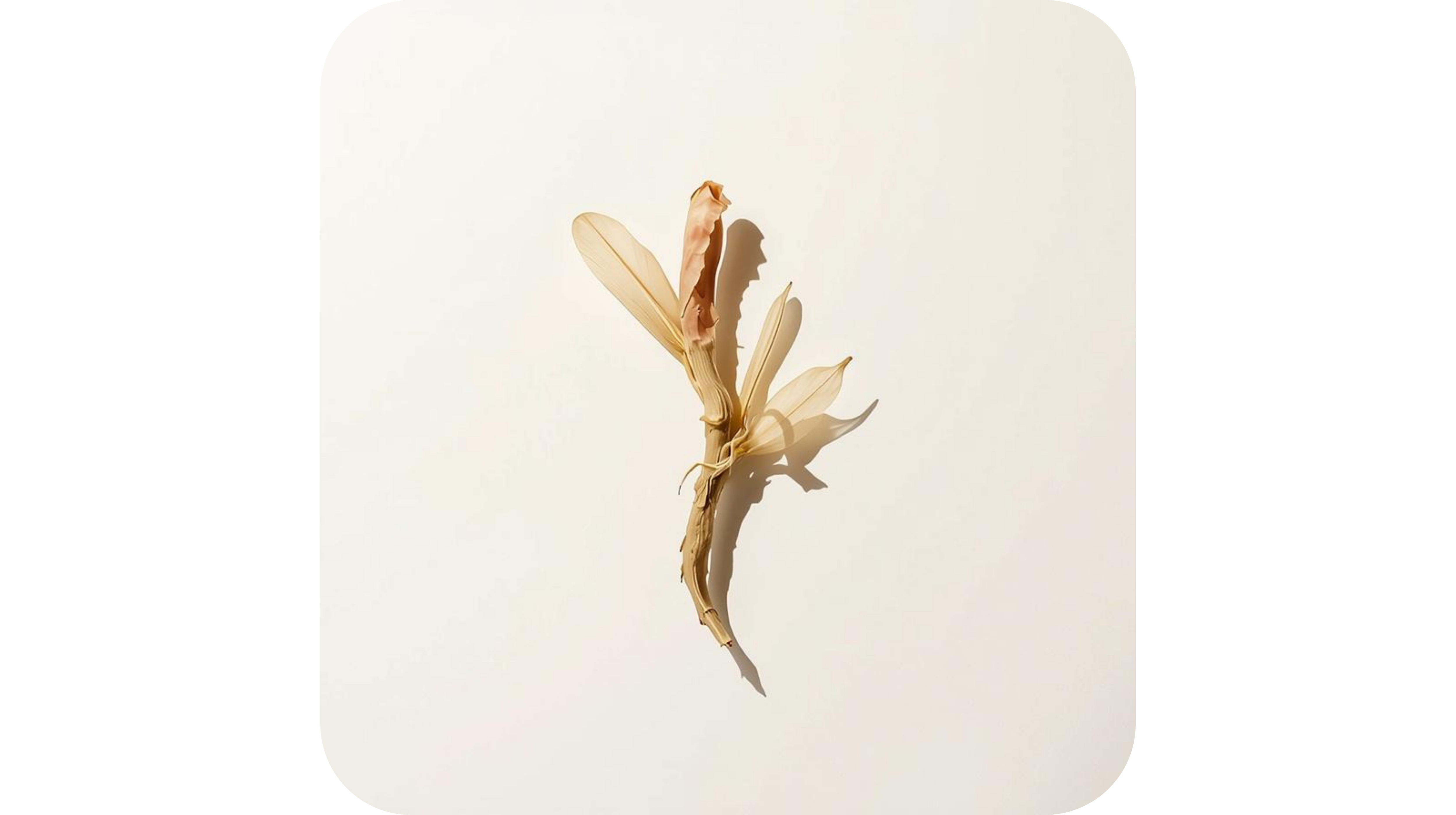 Astragalus Root