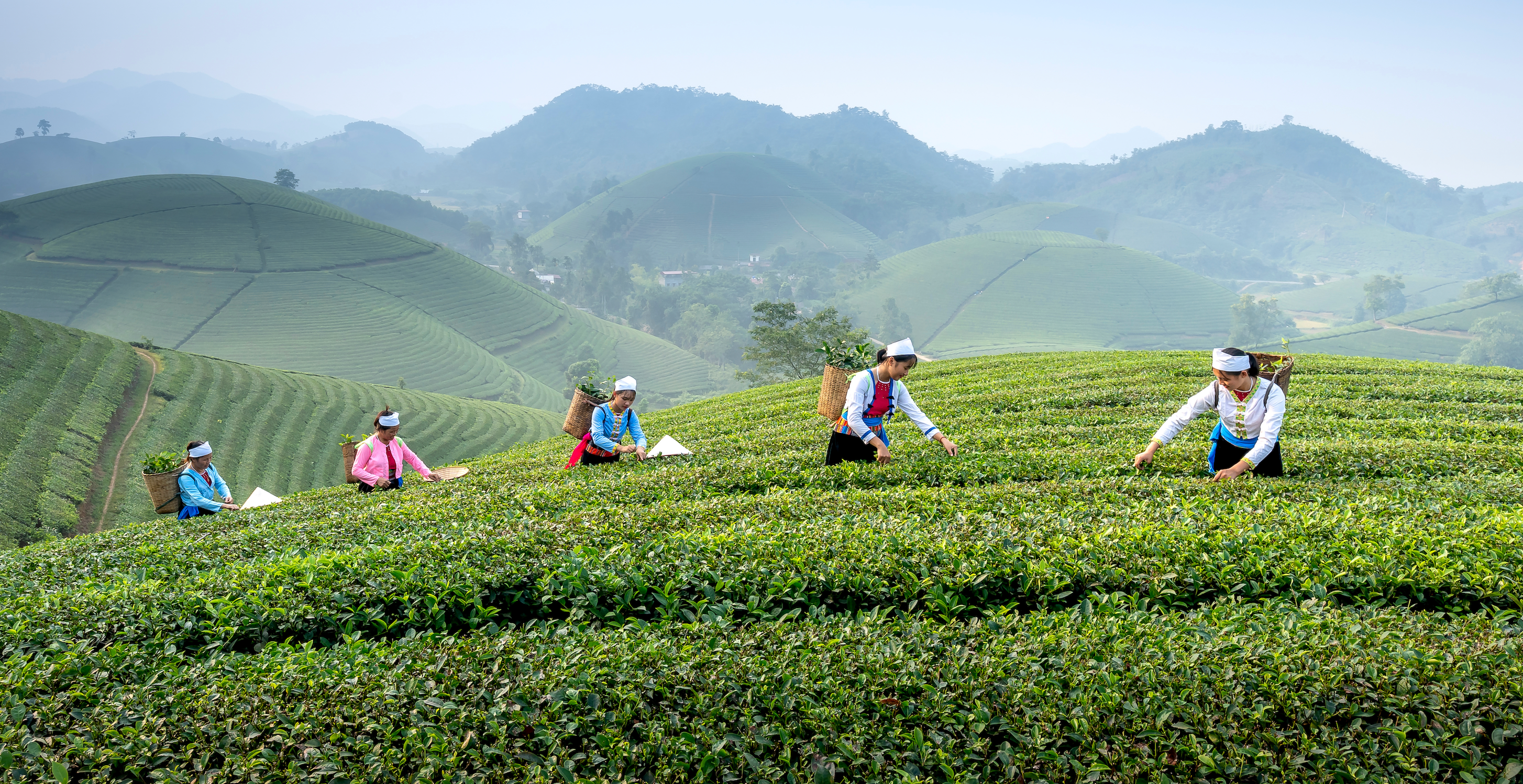 Why is Matcha suddenly everywhere?