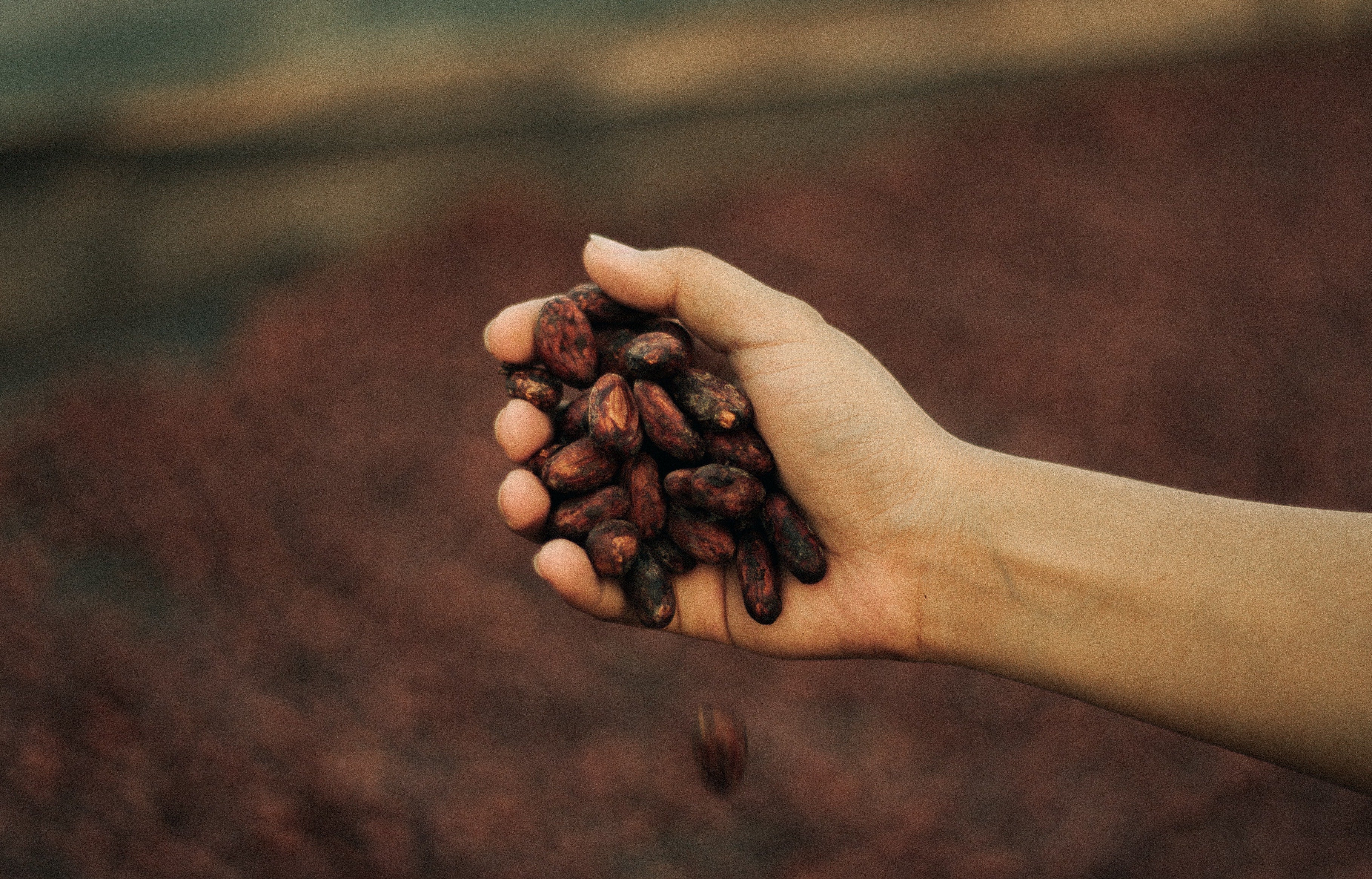 Why you should know about herbal cacao