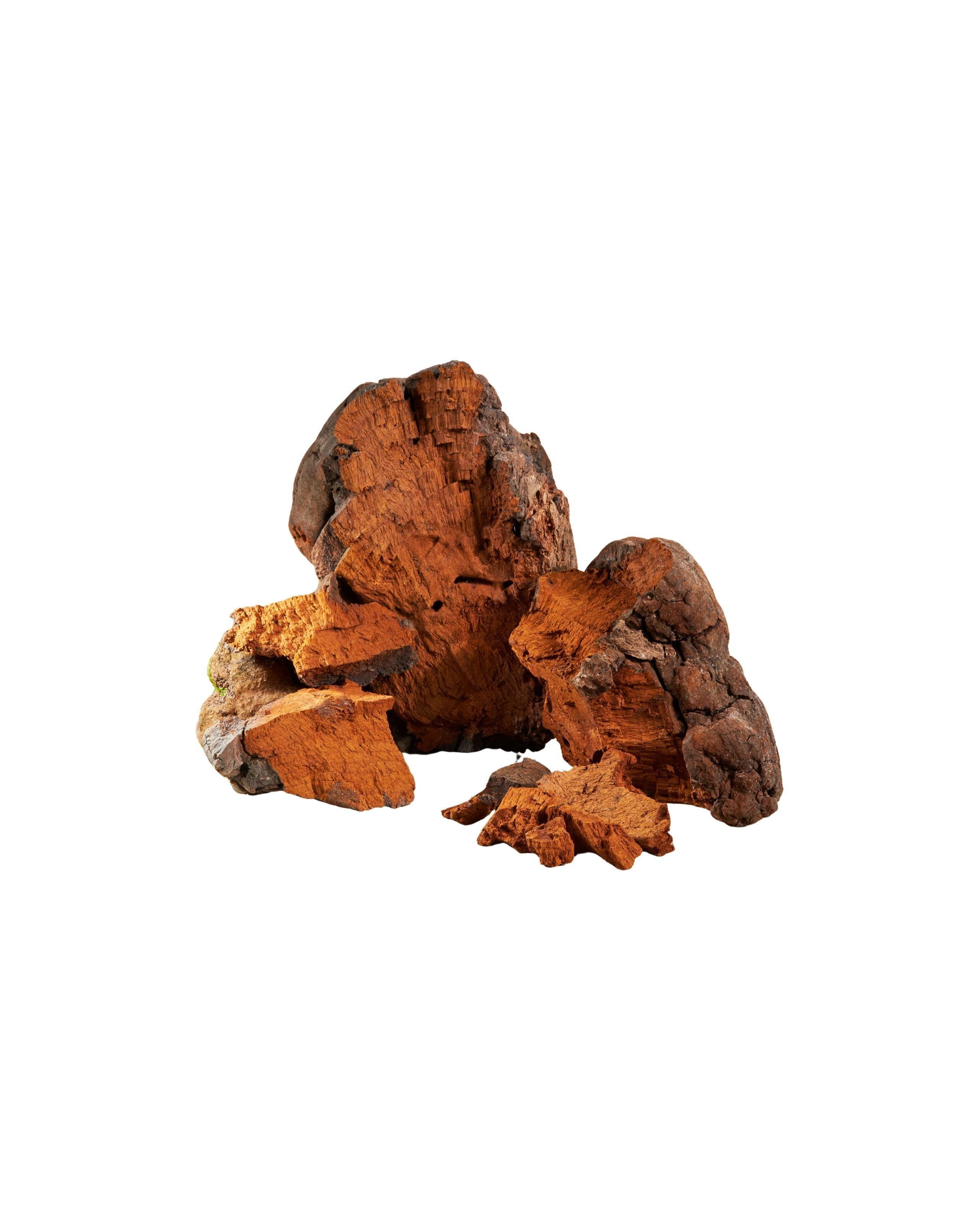 Chaga