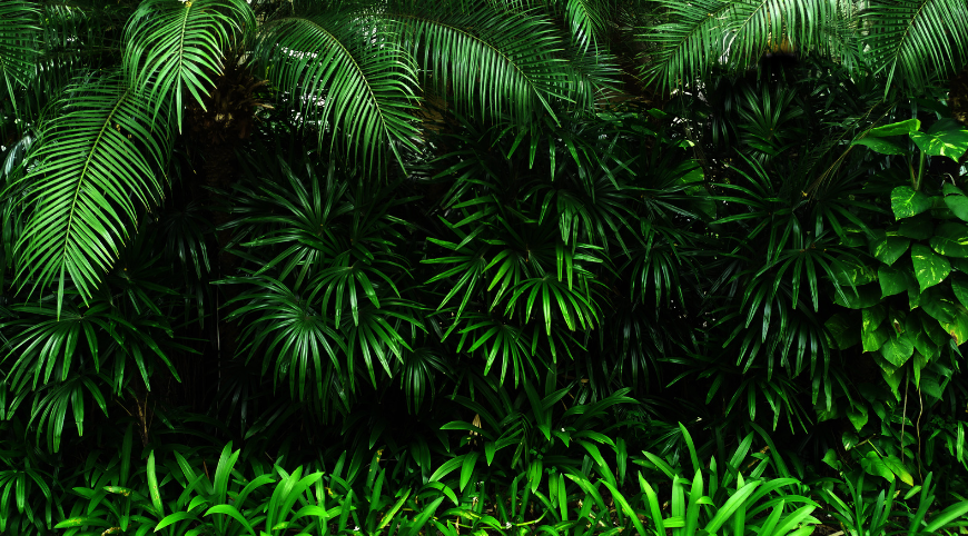 Waarom nemen mensen een bosbad?