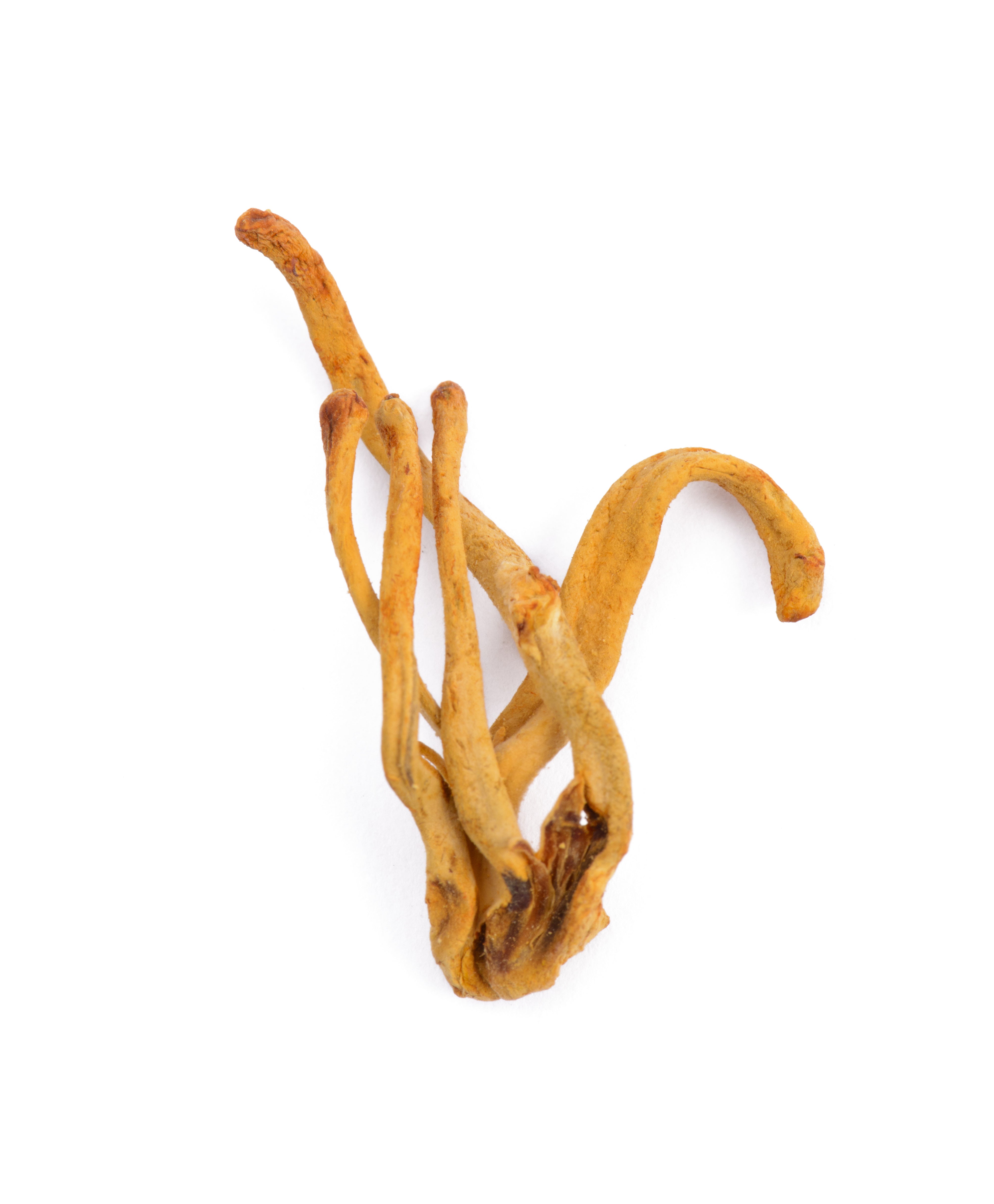 Cordyceps Functional Mushrooms When Nature Calls - When Nature Calls