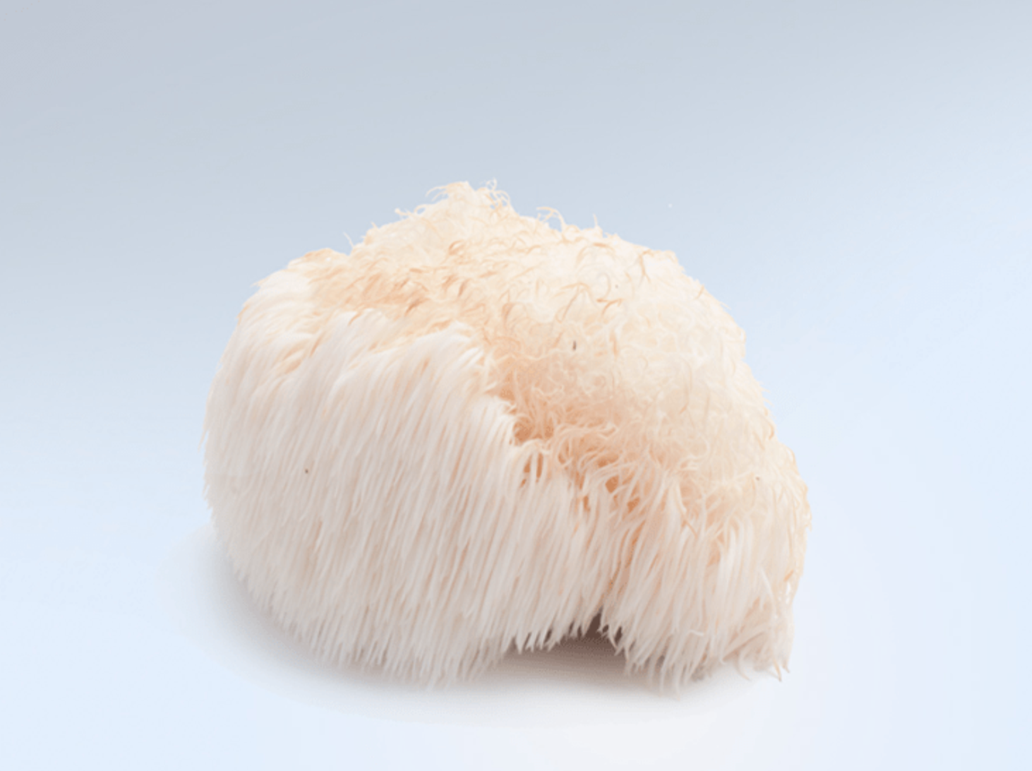 Kääpä Health Lions Mane - When Nature Calls