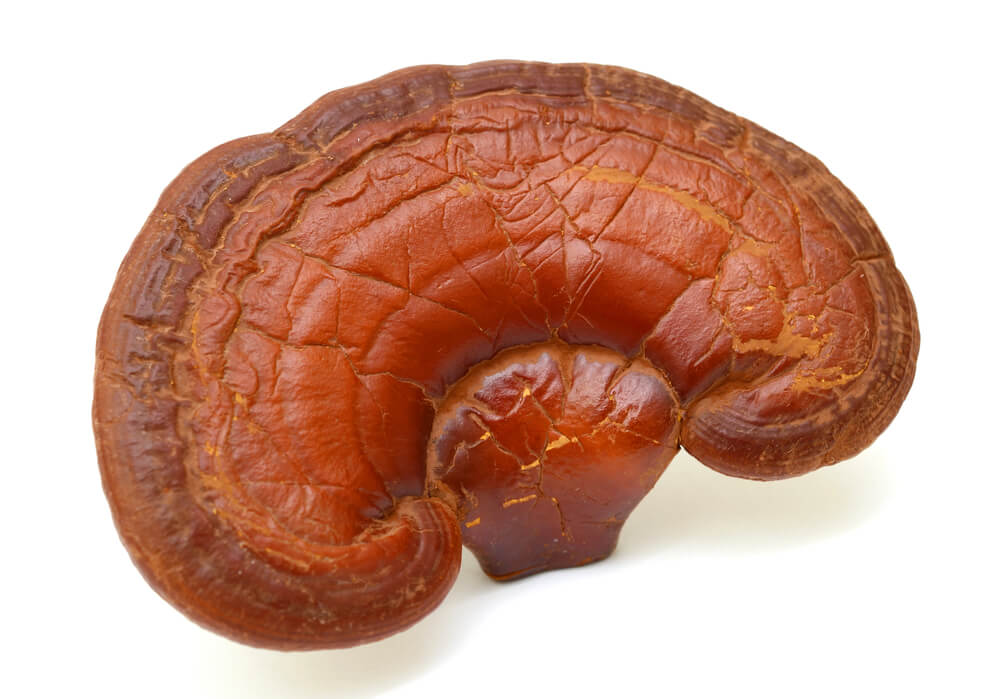 Kääpä Health Reishi - When Nature Calls