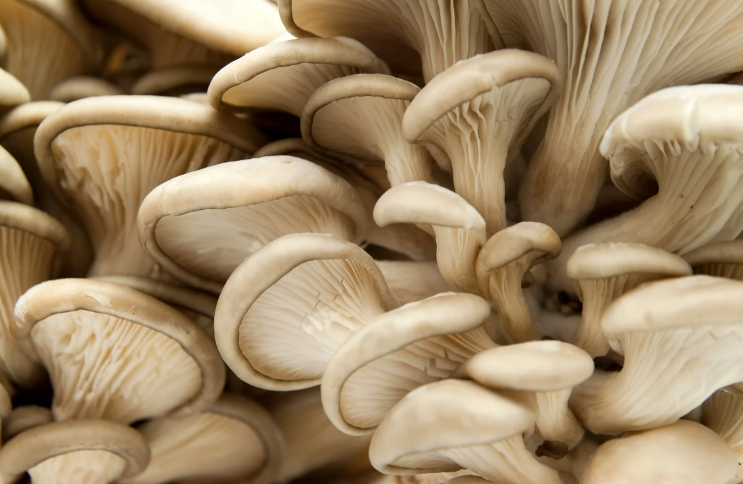 What makes functional mushrooms, functional?