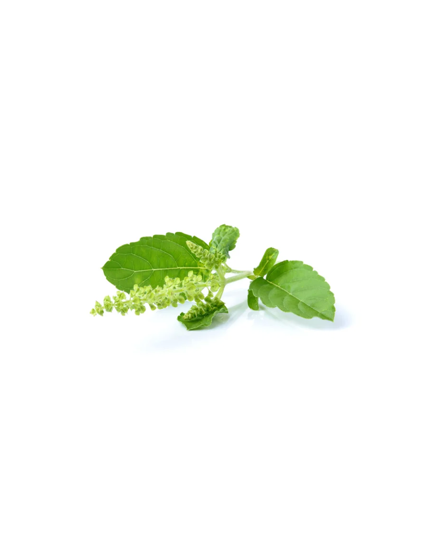 Holy Basil (Tulsi)