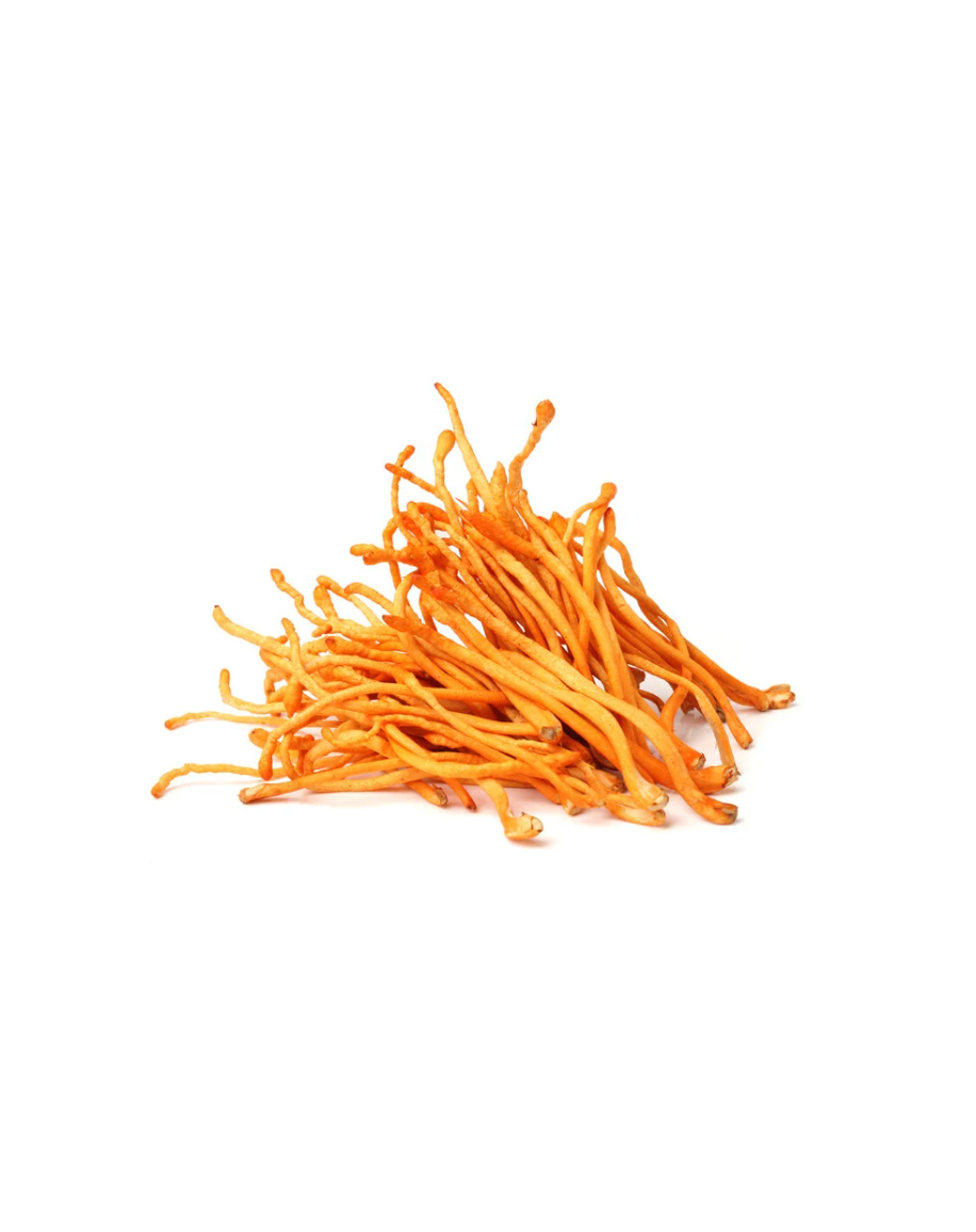 Cordyceps