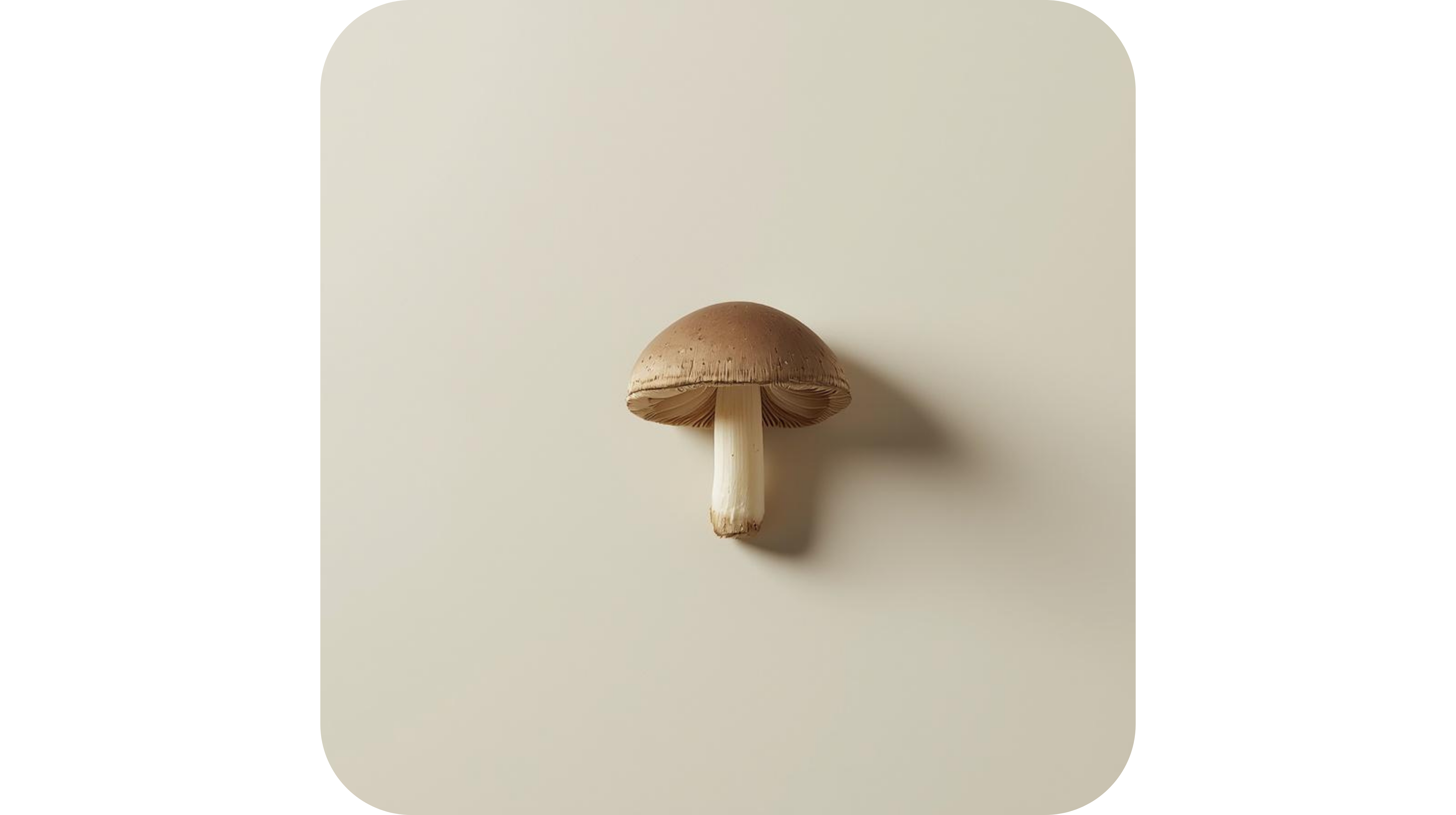 Shiitake