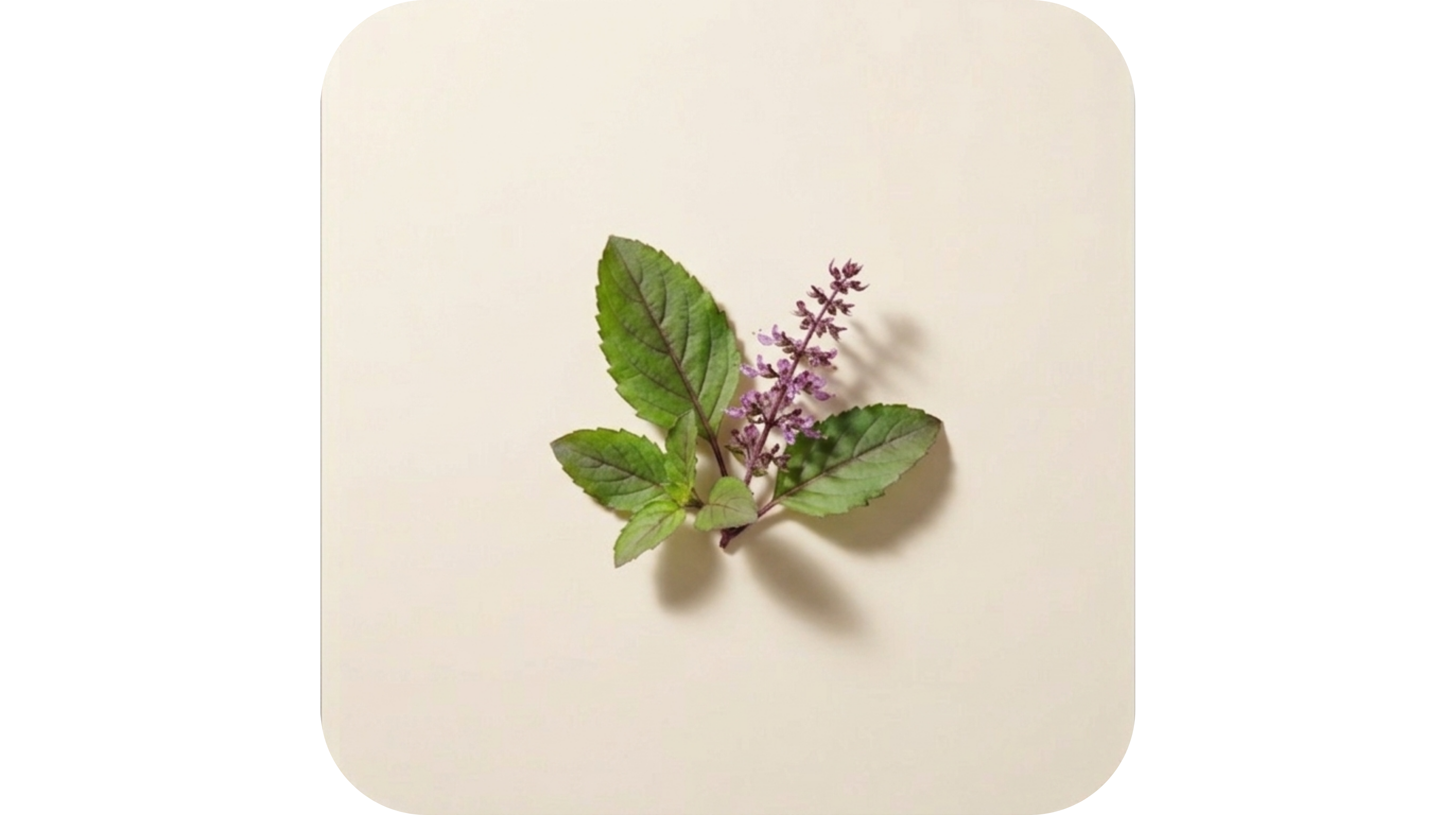 Holy Basil (Tulsi)