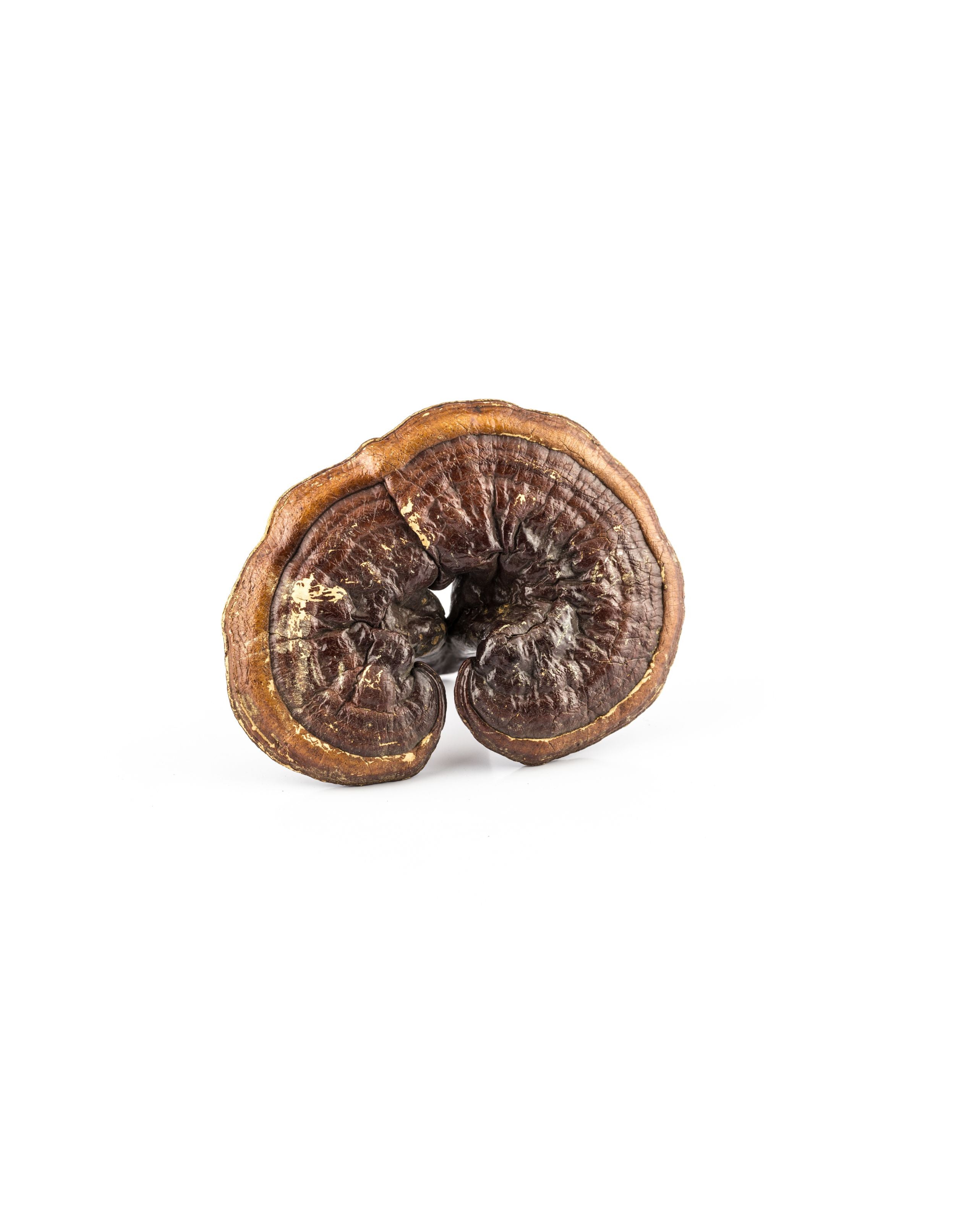 Reishi