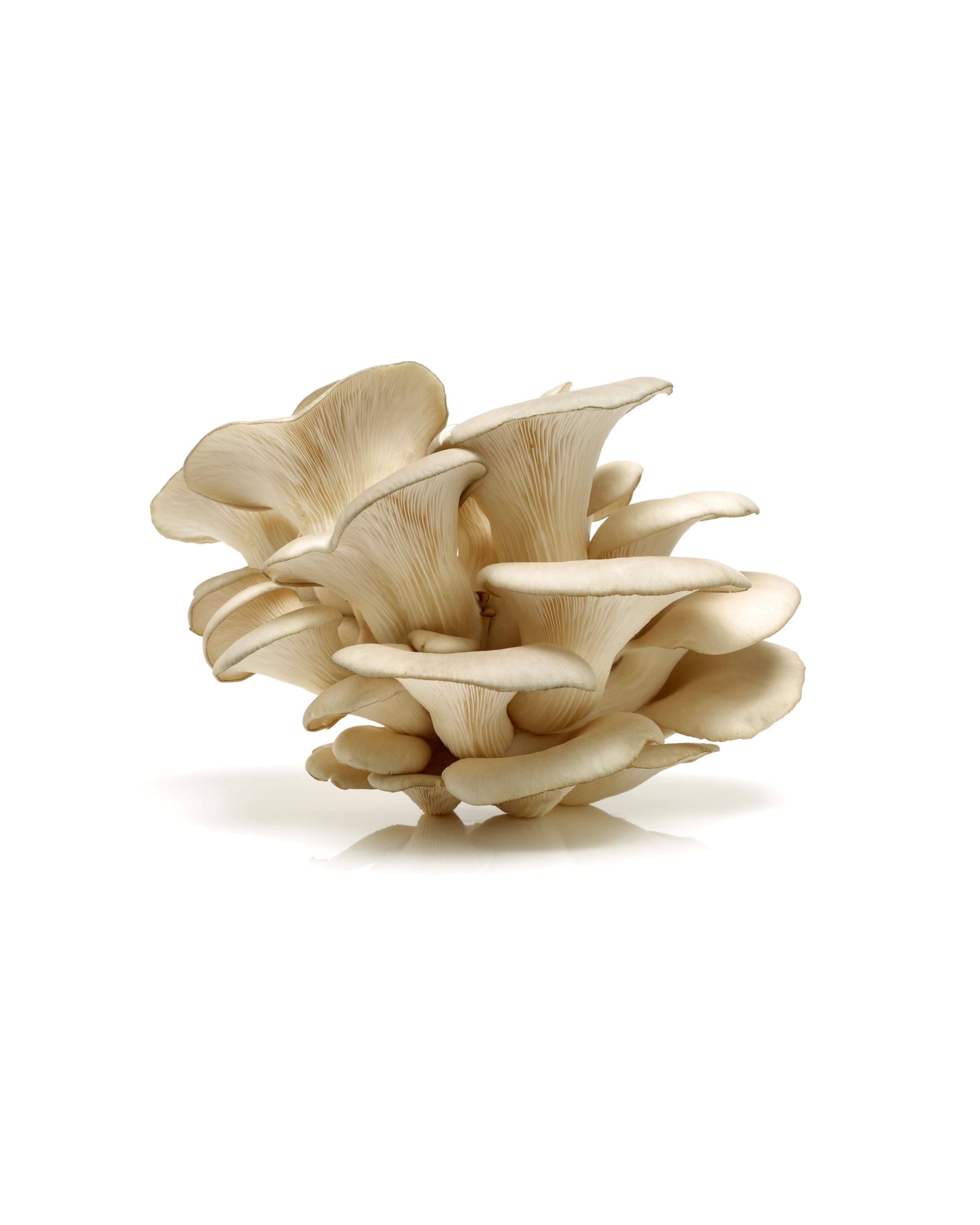 Maitake
