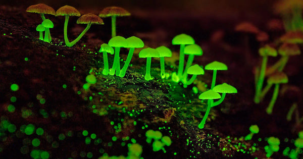 Bestaan er paddenstoelen die in het donker oplichten?