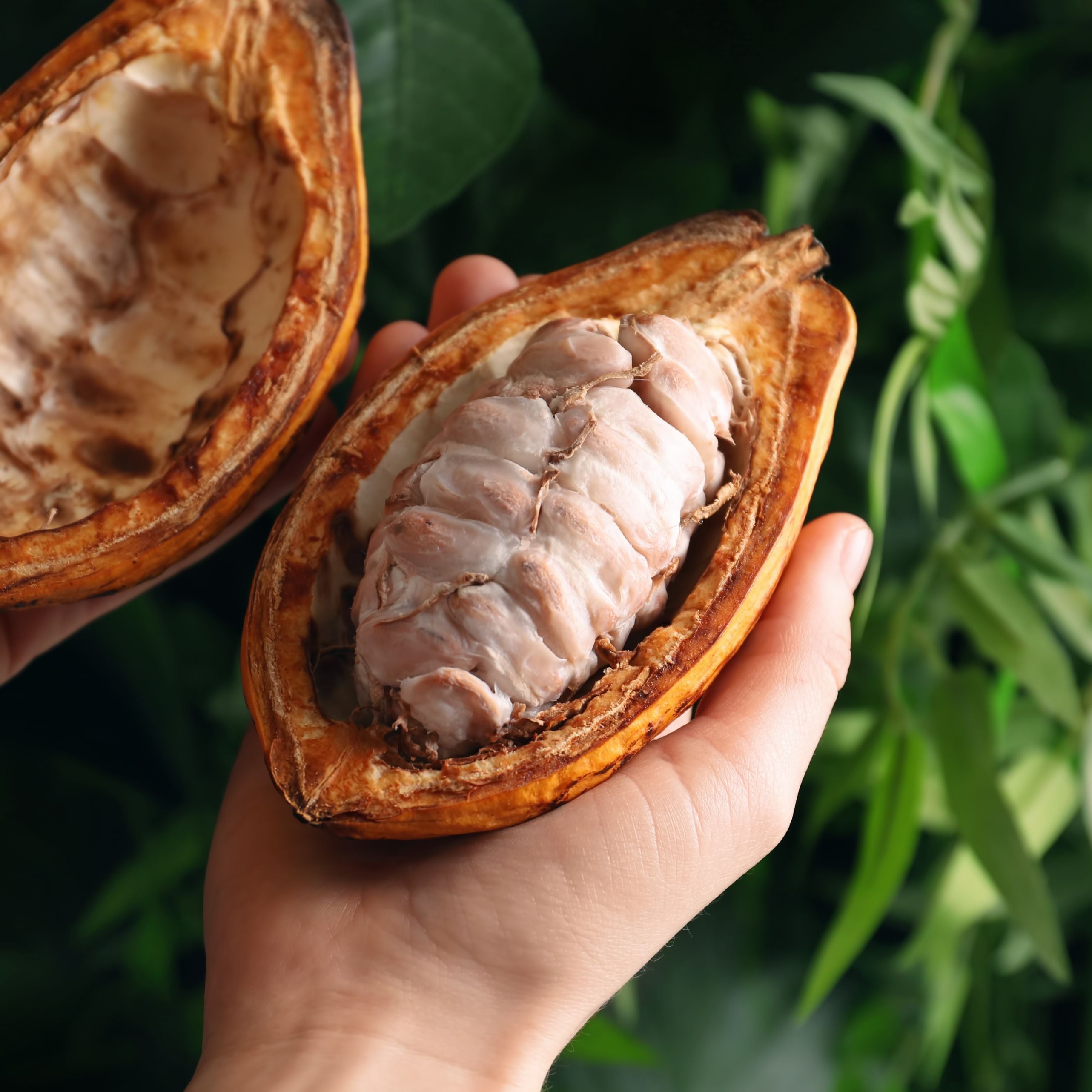 How to Prepare Ceremonial Cacao