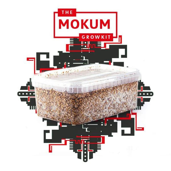 B+ (Mokum) Growkit