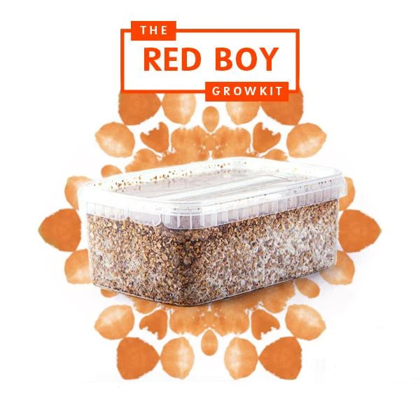 Red Boy Growkit
