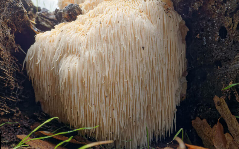 Pure Mushrooms Lion's Mane - When Nature Calls